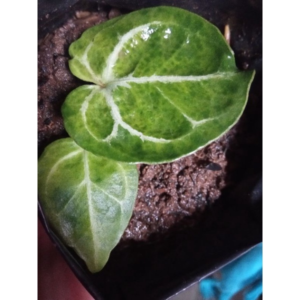 Anthurium Crystallinum Variegata / Kuping Gajah Varigata / Tanaman Hias Hobby Koleksi