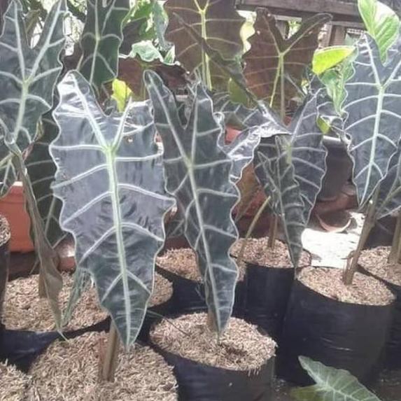 Zd Kt023 Tanaman Hias Keladi Amazon Alocasia Tengkorak Shopee Indonesia