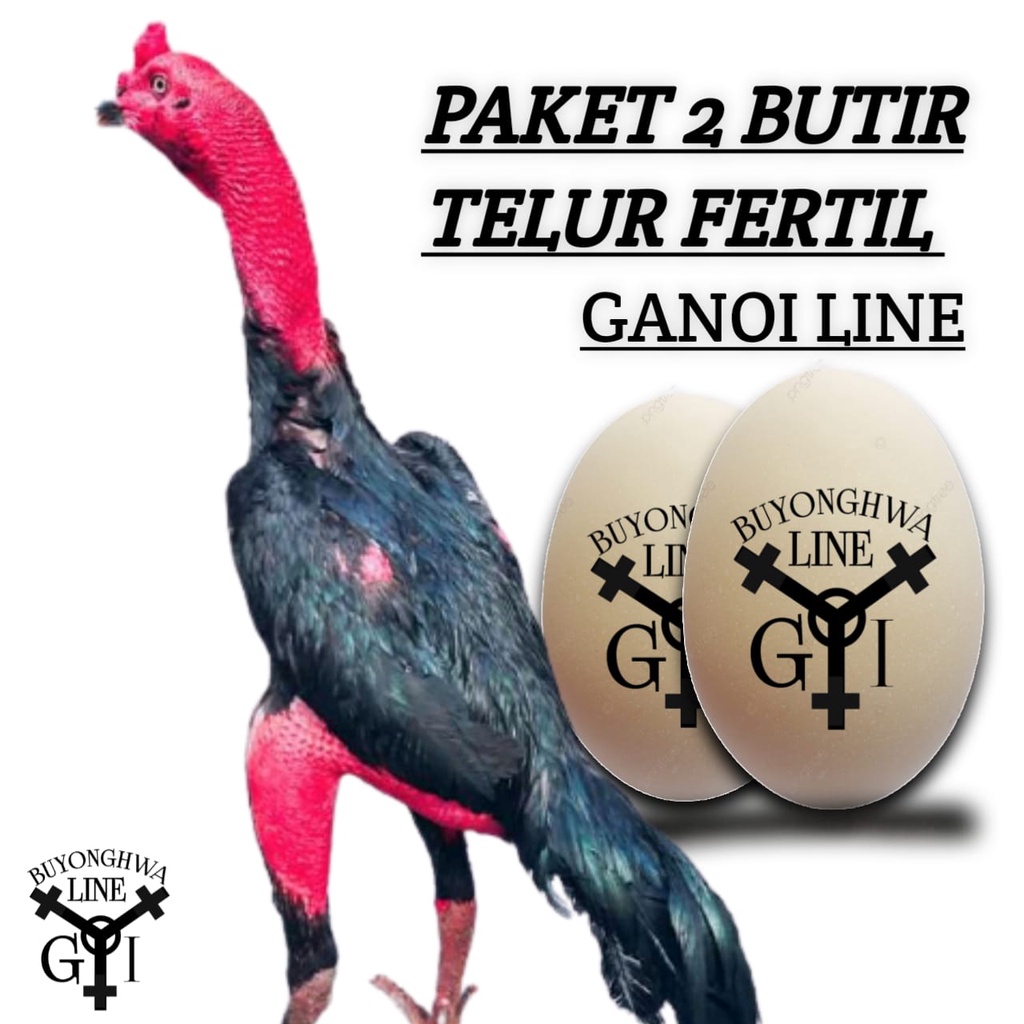 telur ayam bangkok ganoi paket 2 butir