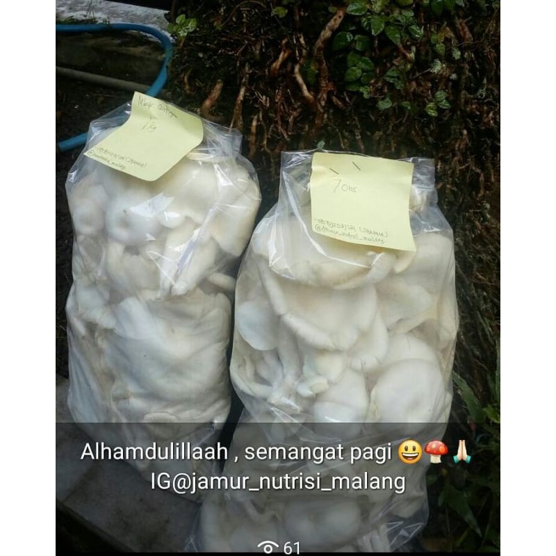 

Jamur tiram segar 500gr~ SAYURAN SEGAR /Budidaya jamur
