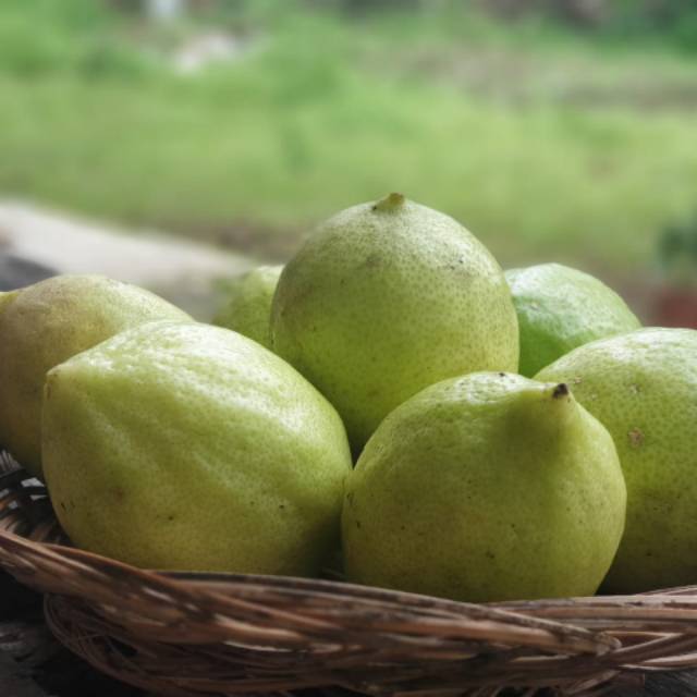

Jeruk lemon fress