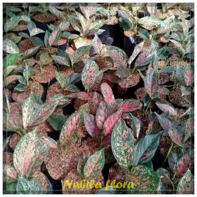 Tanaman hias aglonema RUBI - Aglonema RUBI merah murah