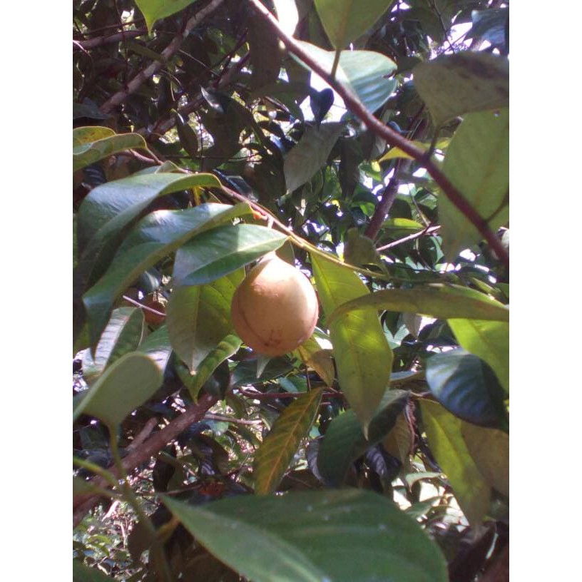 

buah pala seger TERLARIS