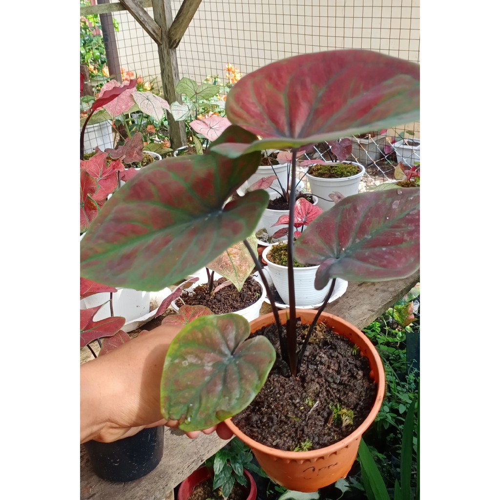 Keladi New Hybrid H51 Dark Chooper