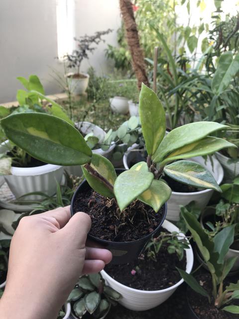 Tanaman Hias Hoya Bunga Merah Mindorensis Red Untuk Tanaman Gantung