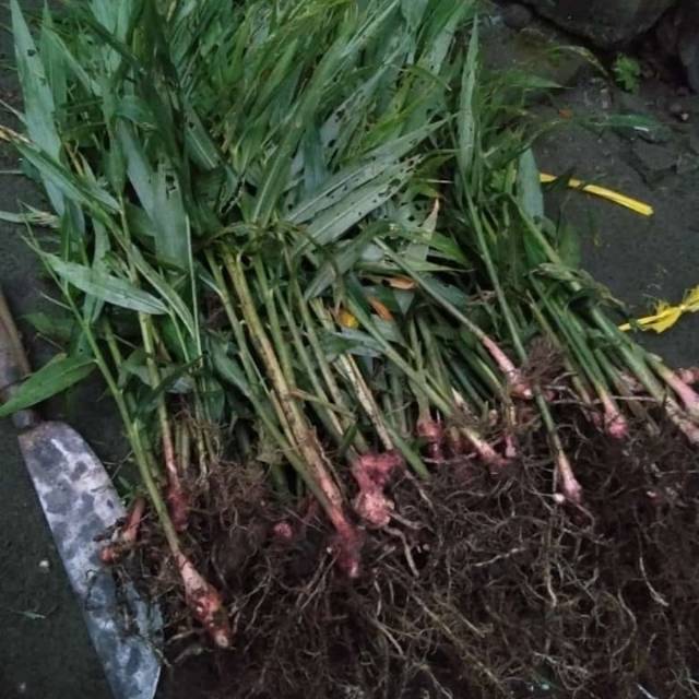 

Jahe merah