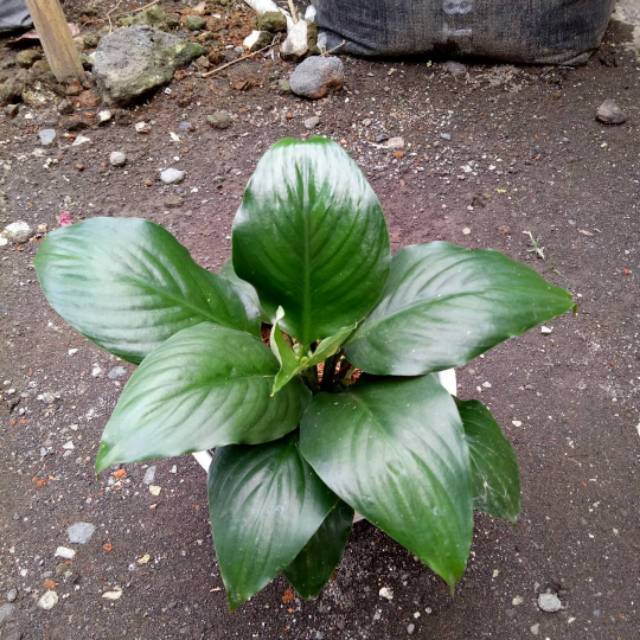 SEPATU FILUM BANGKOK