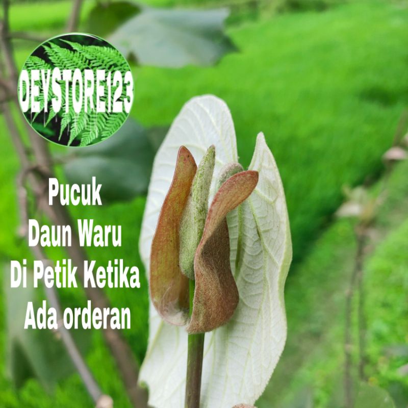

pucuk Daun waru segar 250 Gram