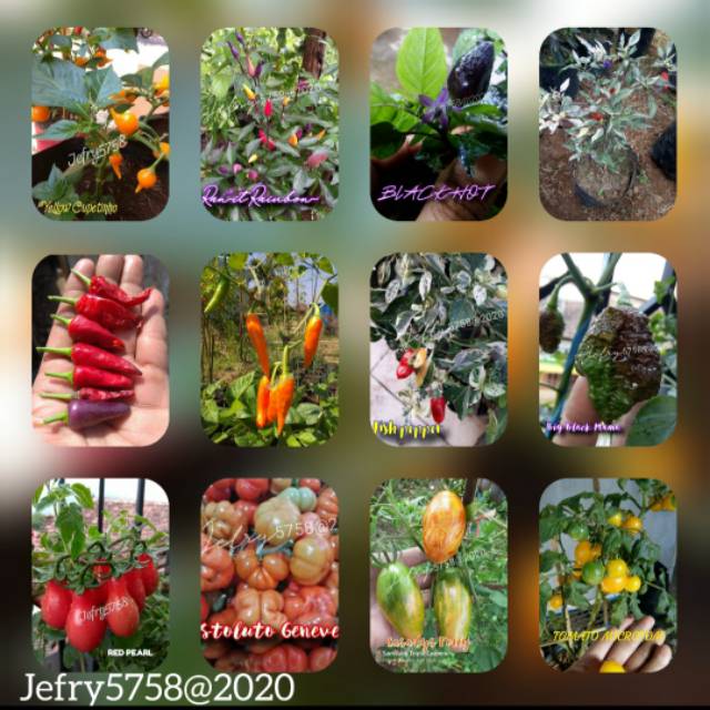 PAKET BOOM BENIH CABE HIAS IMPORT+TOMAT UNIK