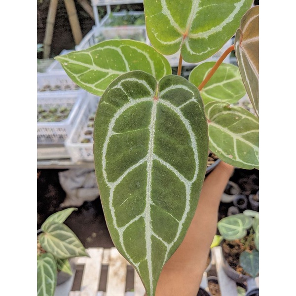 tanaman hias kuping gajah hybrid tarantula dll Anthurium hybrid bibit kuping gajah hybrid kuping gaj