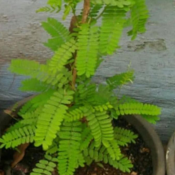 ♭IBL' Bibit Saga Rambat Tanaman Saga Pohon Saga ..,,