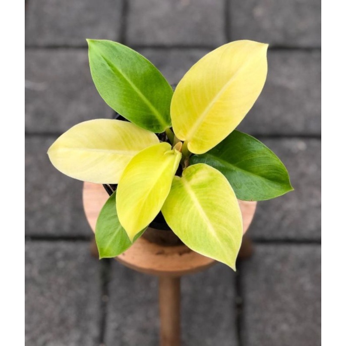 Tanaman hias philodendron lemon murah bunga hias philo lemon philo dendron monlight lemon berkualita