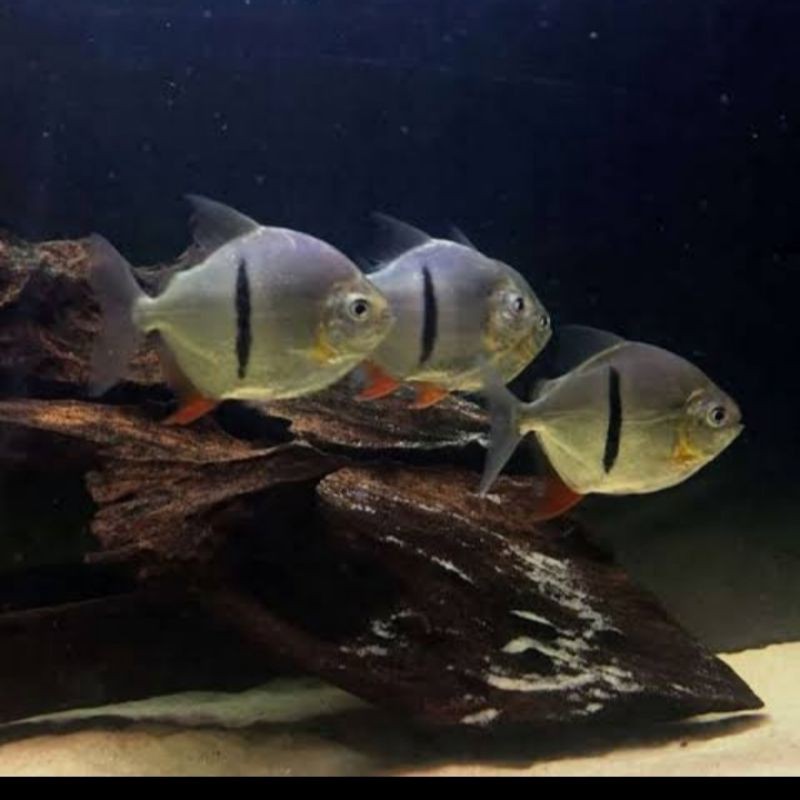 Myleus Schomburgkii / Thinbar