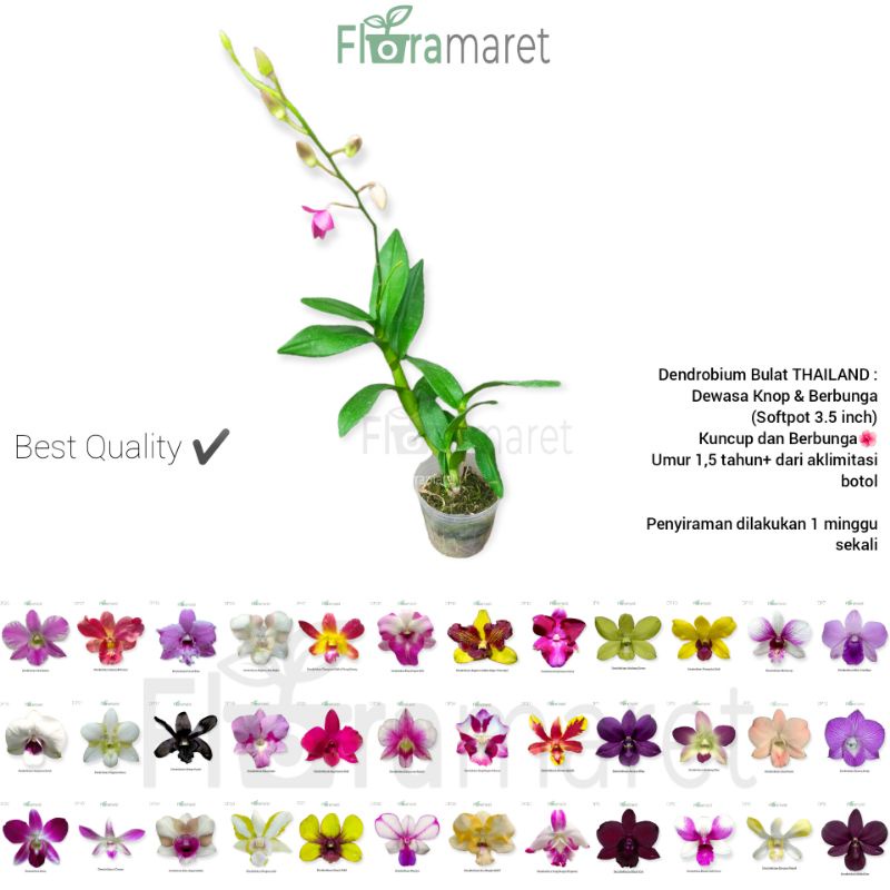 Anggrek Dendrobium bulat knop berbunga - Dendrobium bulat thailand knop berbunga