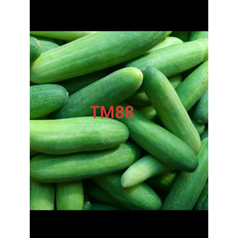 

BUAH TIMUN SEGAR 1000 GRAM