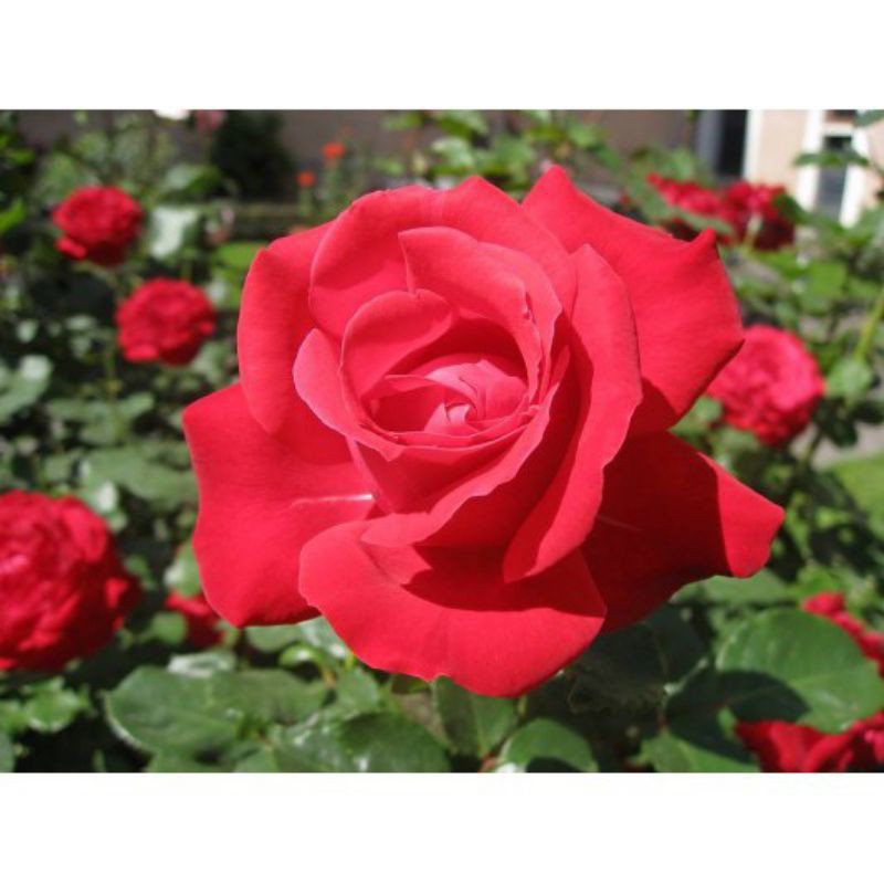 BIBIT BUNGA MAWAR MERAH SUPER WANGI [SEXY ROSE]