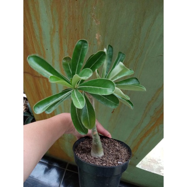 Adenium somalense cabang 2
