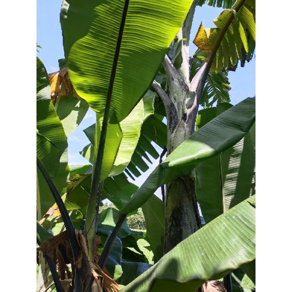 Bibit pisang klutuk wulung / pisang manggala / klutuk hitam / black stone banana