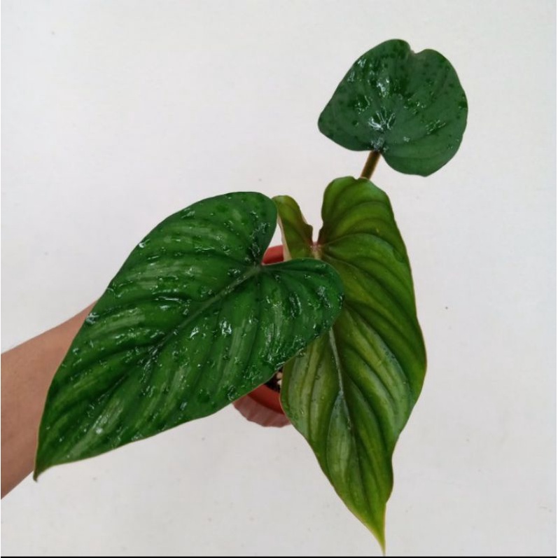 tanaman philodendron plowmanii black face narrow tanaman indoor
