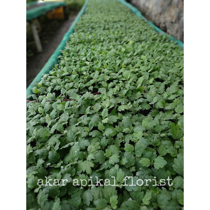 Bibit Bunga Aster (Isi 50 Batang)