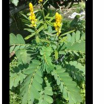 

daun kimanila / ketepng cina 250 g