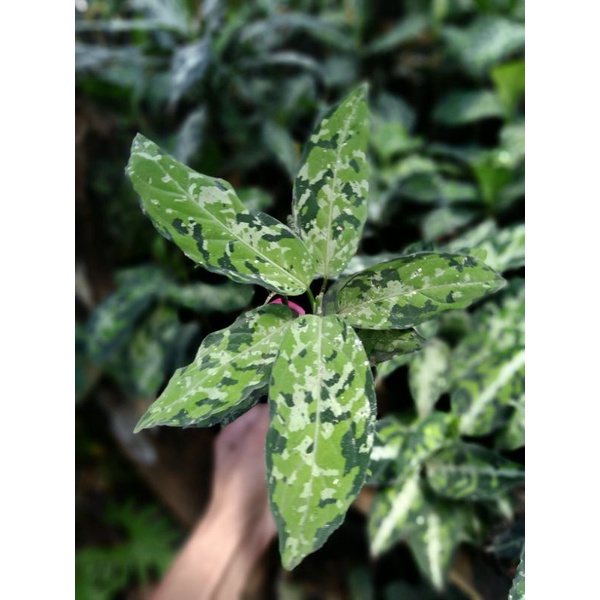 Paket Pictum Tricolor dan bicolor