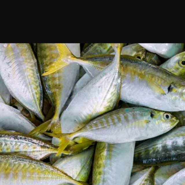 

IKAN SELAR FRESS