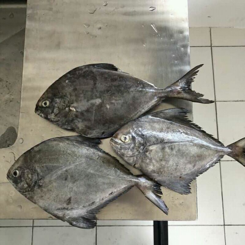 

IKAN BAWAL HITAM SEGAR