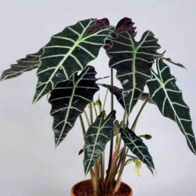 TANAMAN HIAS KELADI TENGKORAK  / ALOCASIA KELADI AMAZON