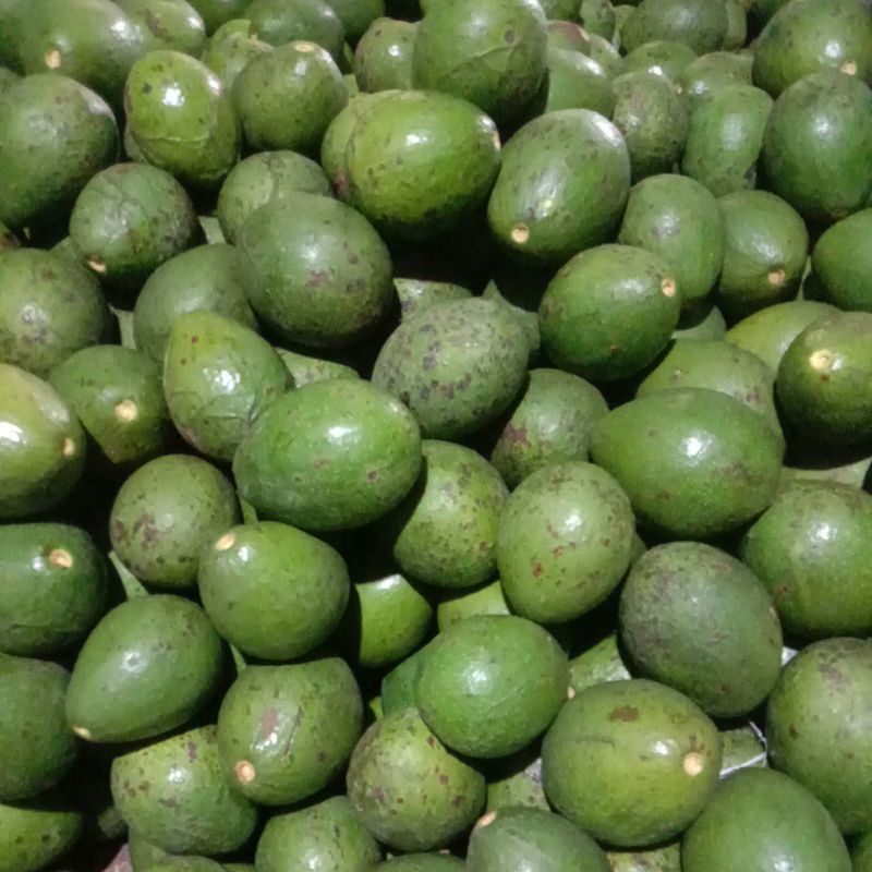 

Alpukat mentega fresh,4,5