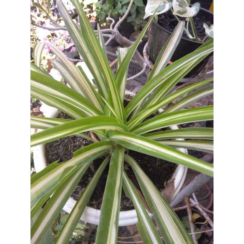 spider plant