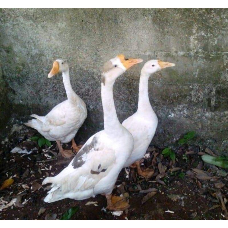 angsa/soang dewasa (1pasang) (pengiriman hanya daerah Jabodetabek saja)