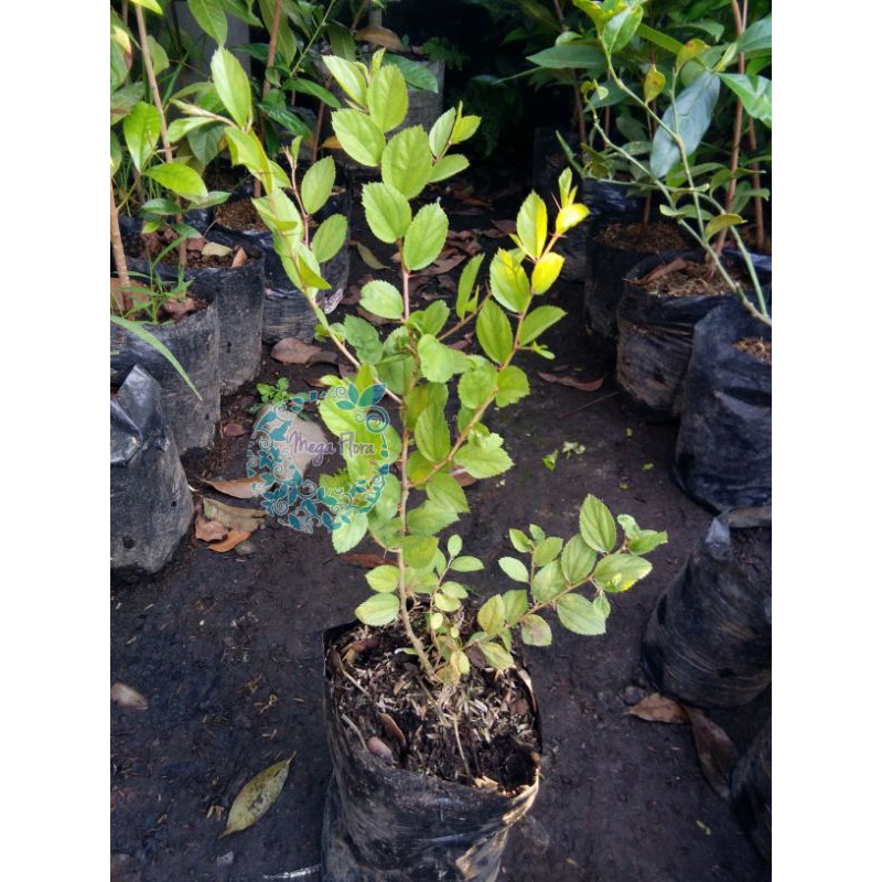 Tanaman Bidara Arab Bibit Bidara Sidr Herbal Herb