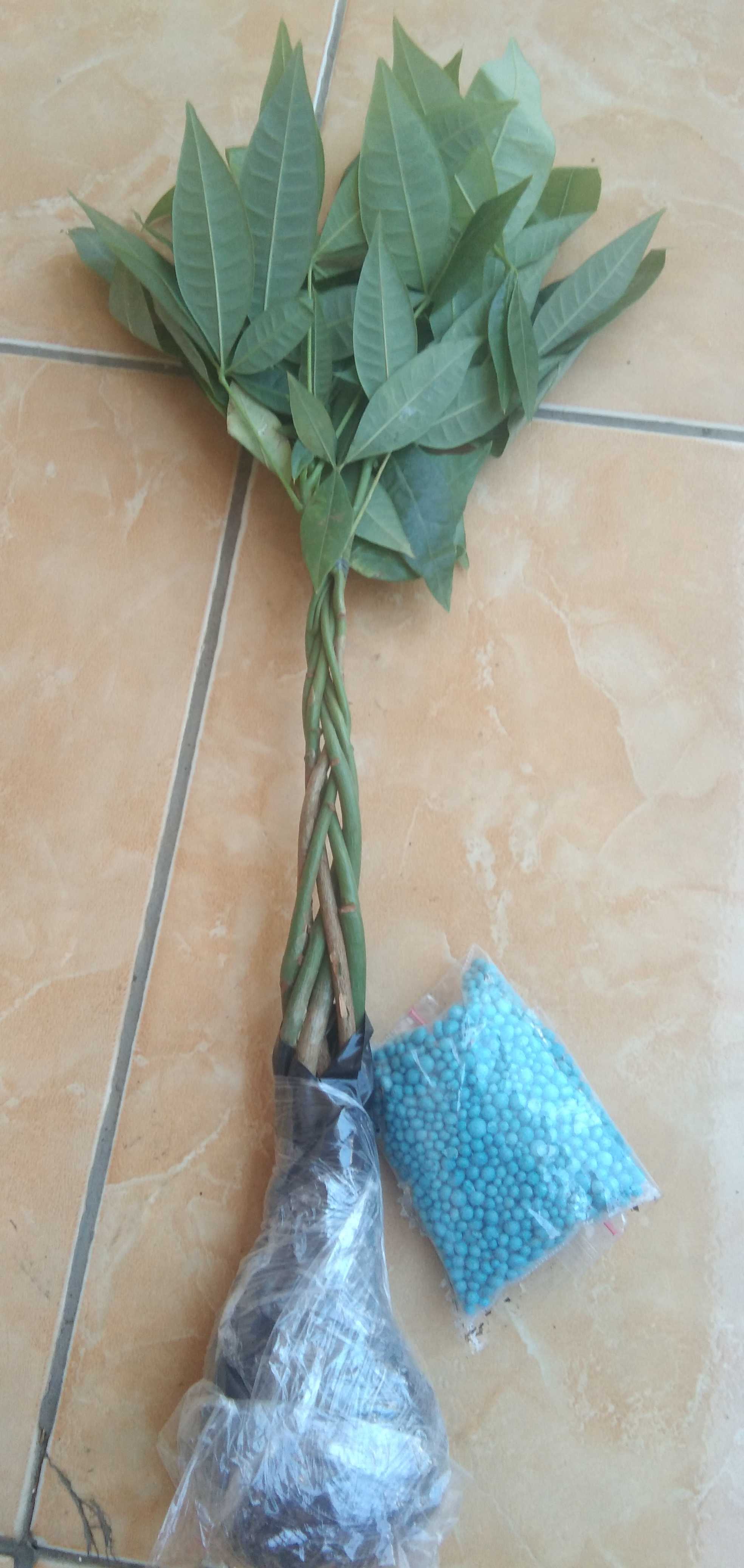 Tanaman Hias Pachira Kepang 6 - Pacira Money Tree