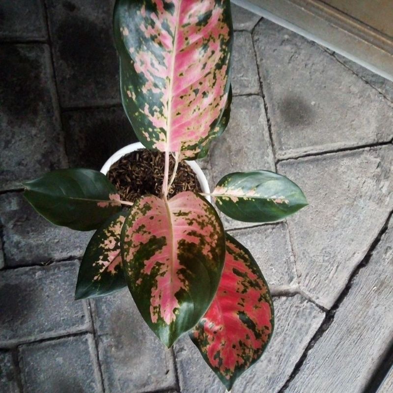 Aglonema Red Kocin Kochin remaja