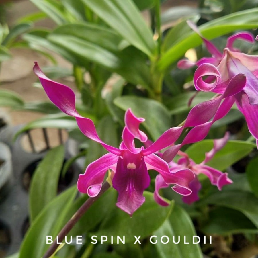 Dendrobium Blue Spin X Gouldii / Anggrek Dendrobium