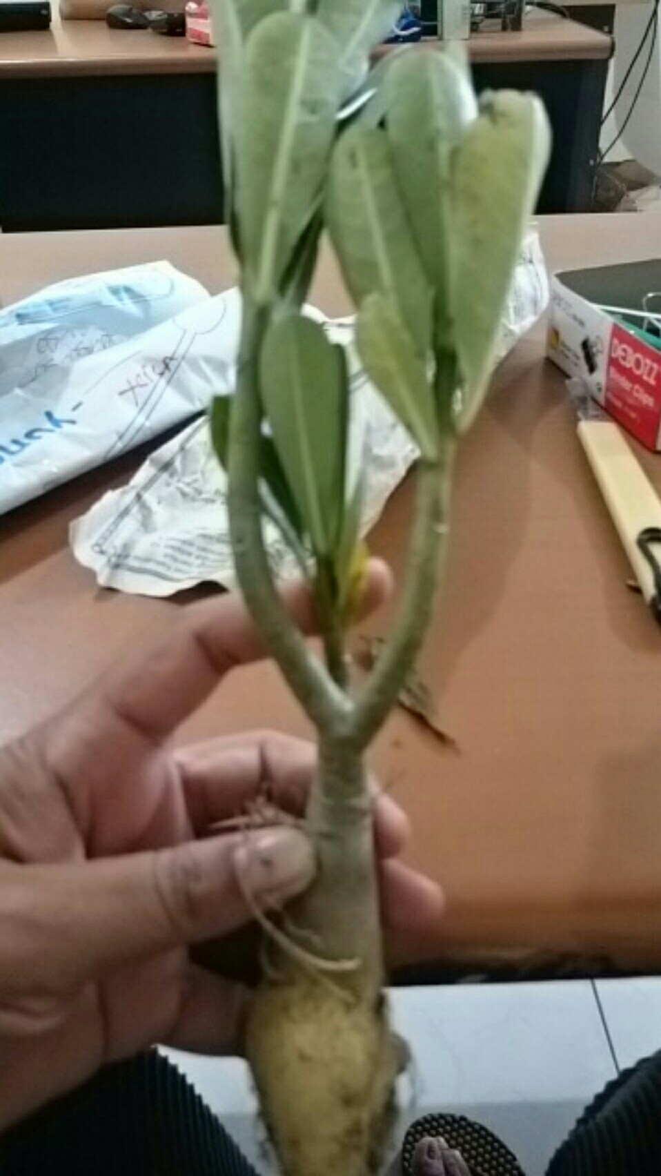 Bibit Bunga Kamboja Adenium Golden Faith