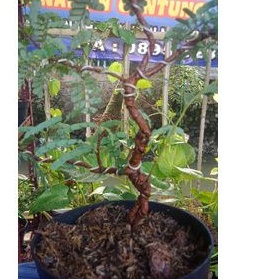 bonsai_asem_jawa