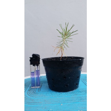 Japanese Black Pine - MIKAWA