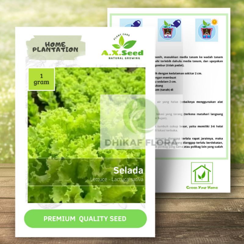 Benih Bibit Selada (AX Seed)