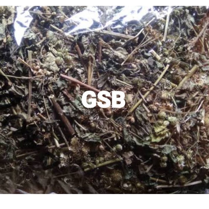 

Bandotan kering / daun bandotan kering asli 500 gram