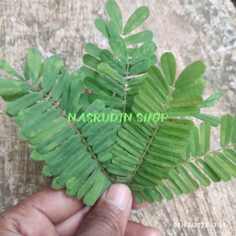 DAUN SAGA 100 LEMBAR SEGAR | SAGA RAMBAT KUSUS DAUN