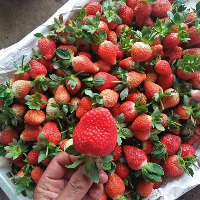 

PROMO BUAH STROBERI / STRAWBERRY FRESH 1 KG MURAH FRESH