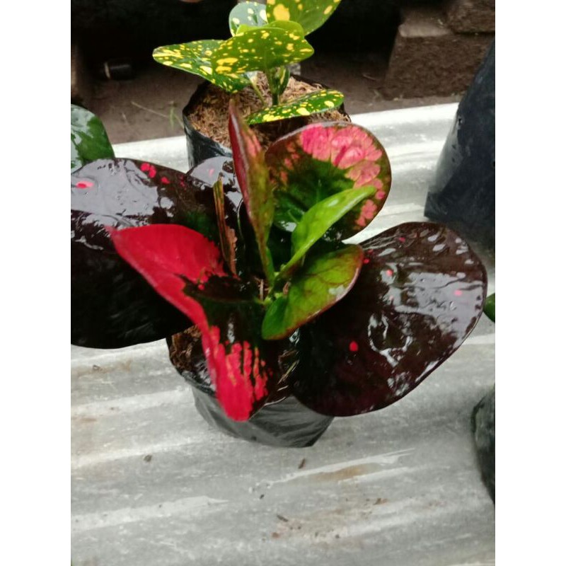 Bibit tanaman bunga puring apel klx