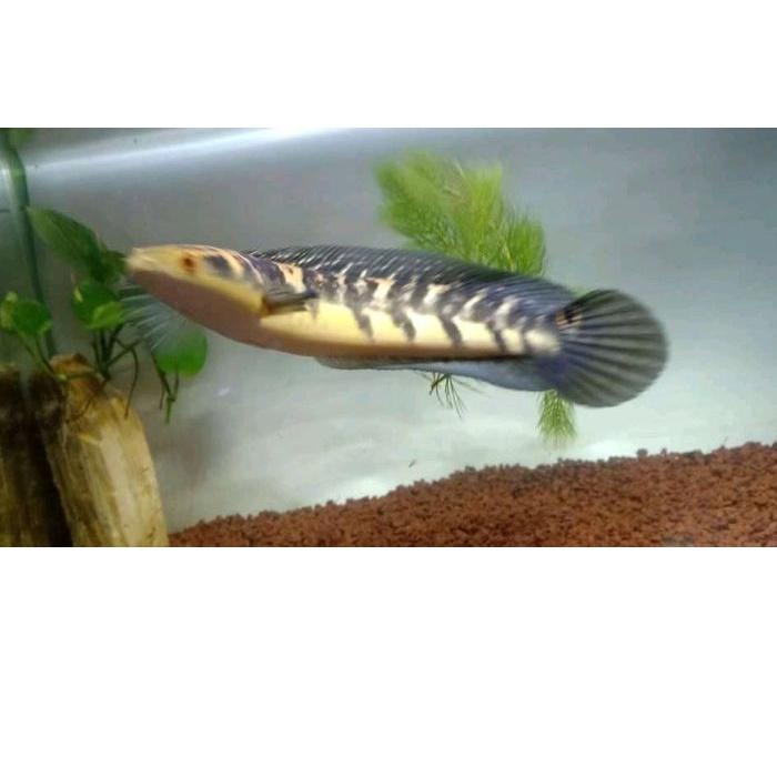 

Bahan berkualitas™✧ikan chana maru yellow Sentarum sz 15-17 cm