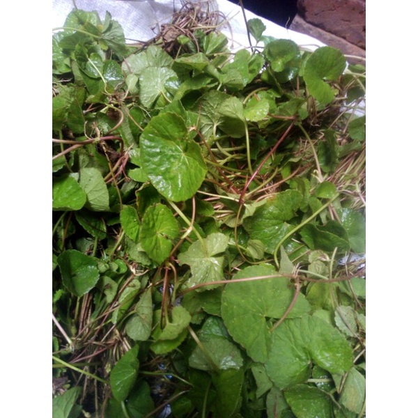 tanaman pegagan segar / atanan segar/ daun pegagan segar per ikat