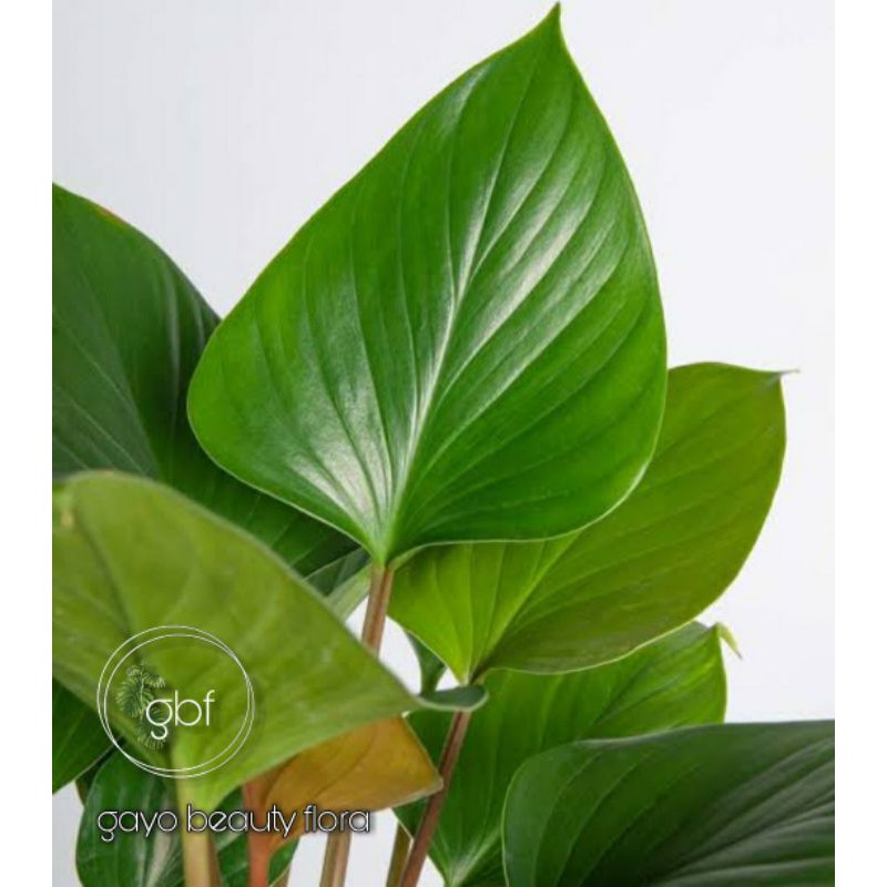 RARE  COLLECTION - Homalomena Emerald Gem (Batang Merah) / Borneo Sp. / Homalomena