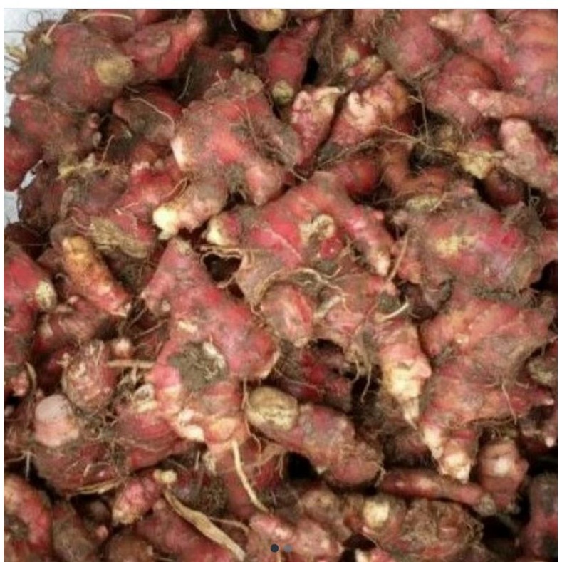 

Jahe Merah Asliii