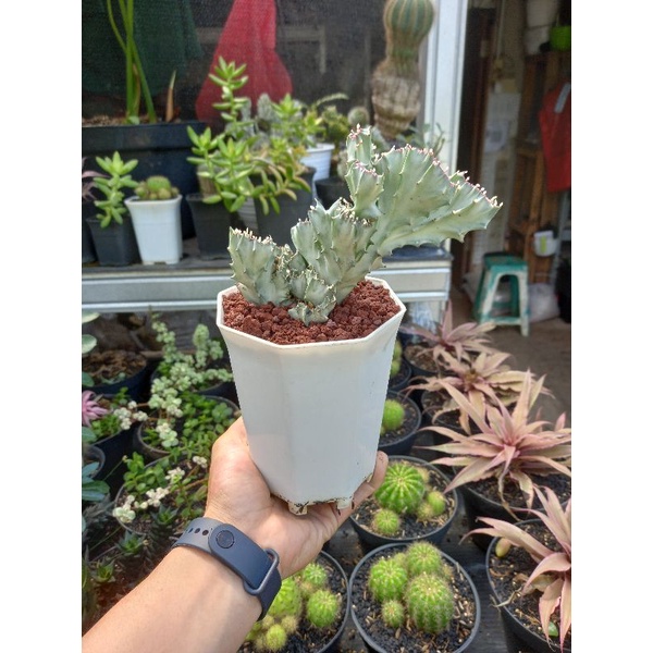 Euphorbia Lactea variegata