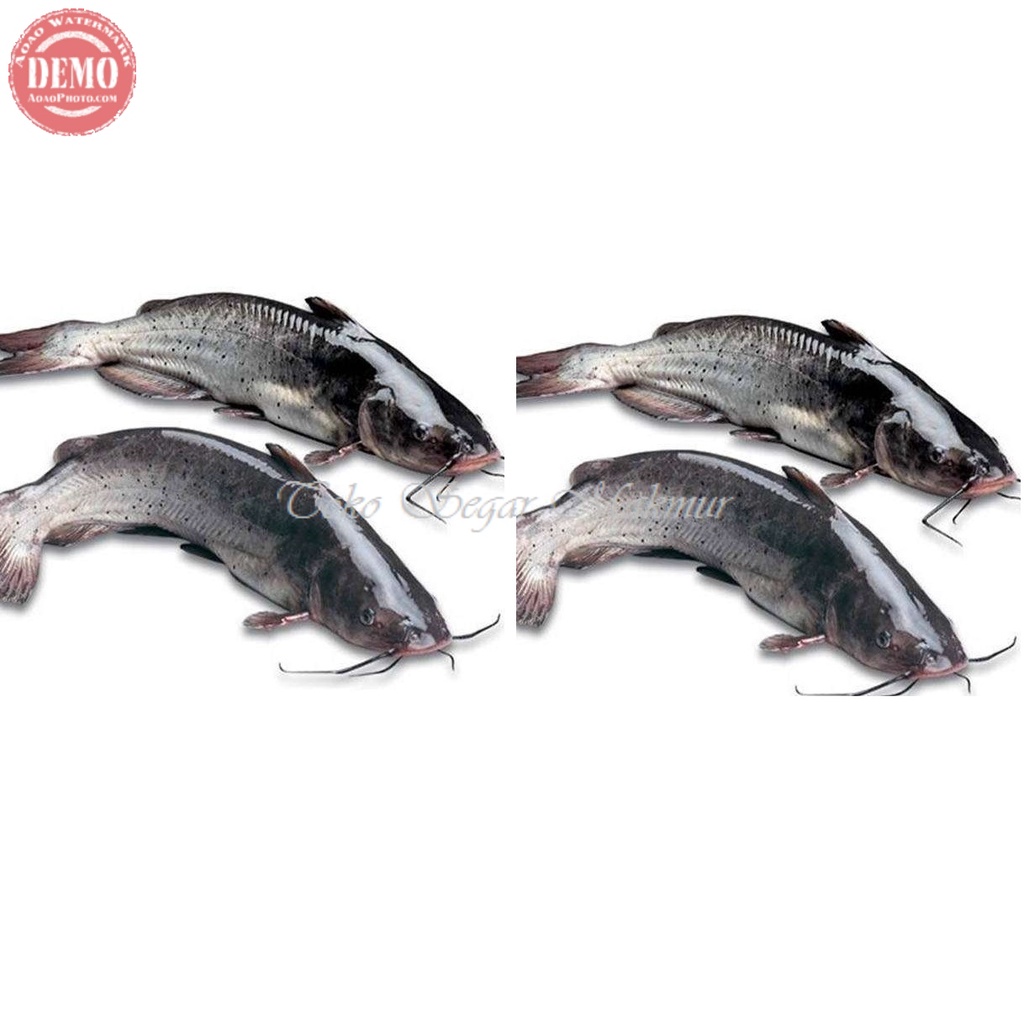 

Ikan Baung Segar Ikan Baung 1Kg